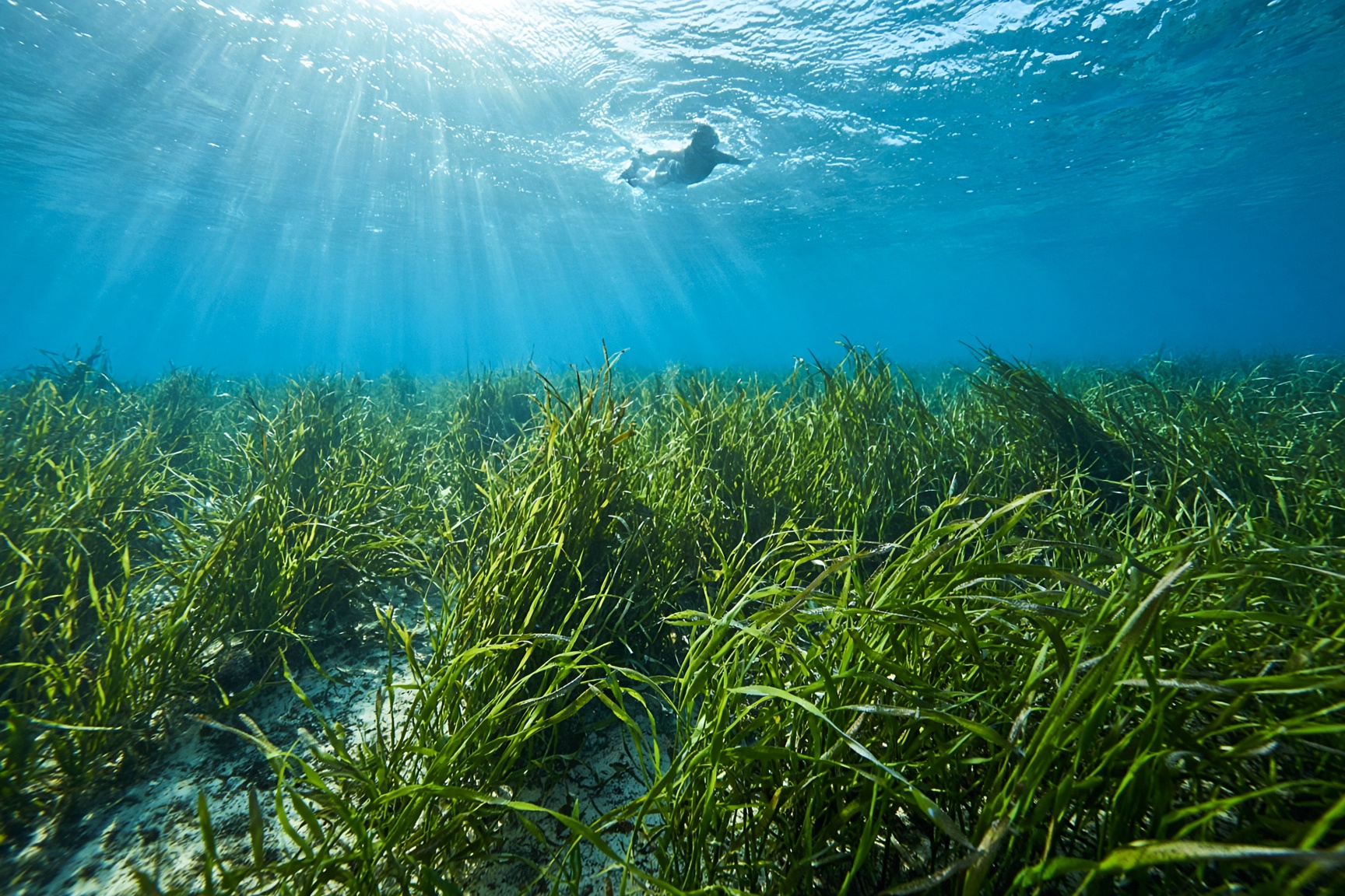 Sunlit posidonia meadow under clear water on a snorkel stop